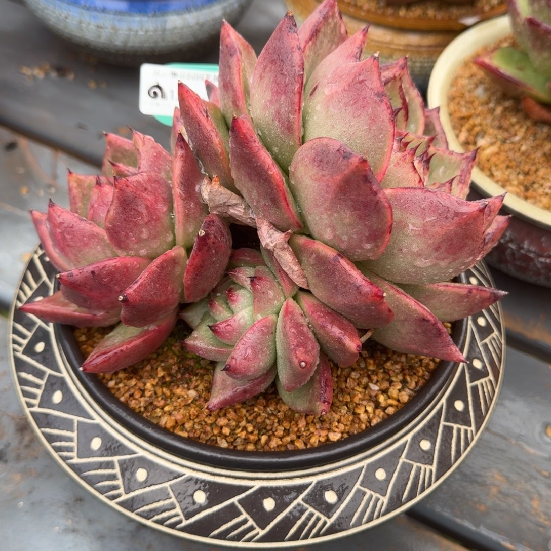 从前慢多肉精选编号1221.18