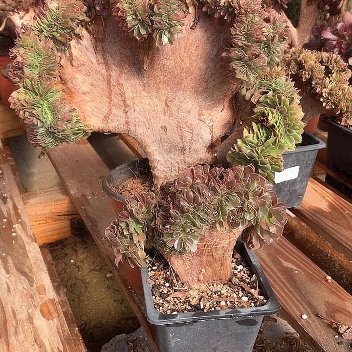 多肉法师万圣节一棵小玫瑰一棵39.8-2。A019