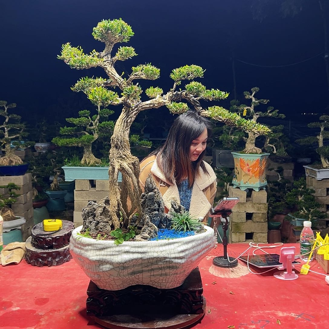 用***9当前无花朵，栽培后可花朵