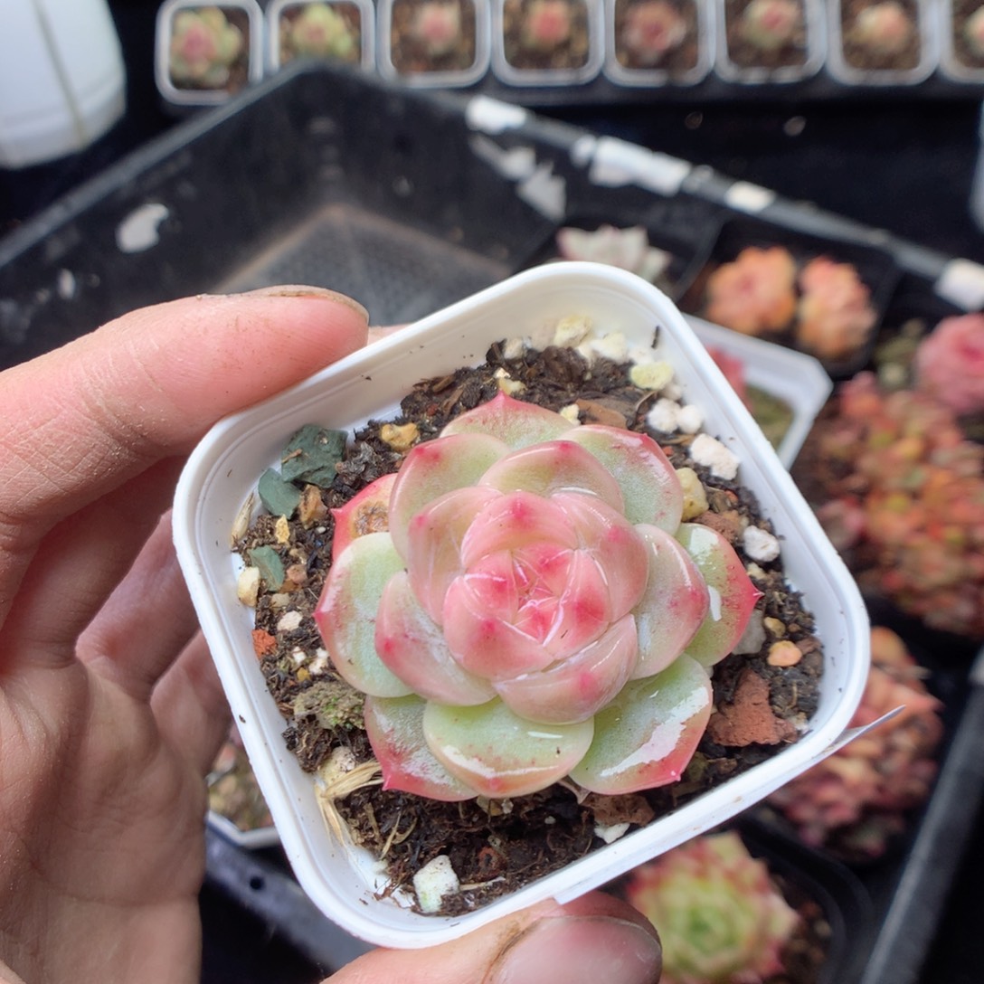 d***r无花朵W158 yyyyyyyy