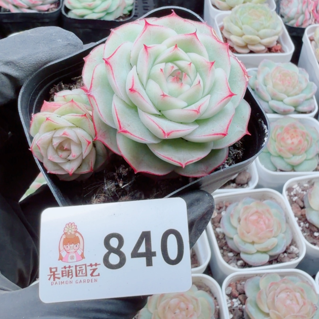 多肉植物多肉植物