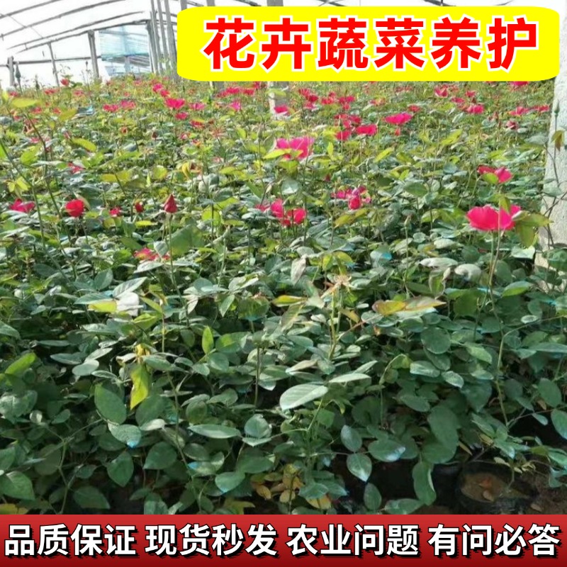 【一亩三分园专属】花卉蔬菜养护