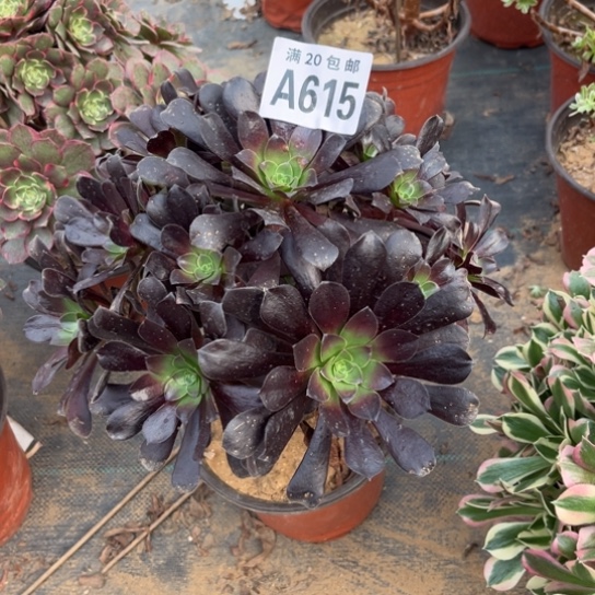 615欧紫法师不包断枝