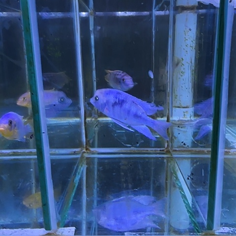 W***竹海水鱼291号11111111