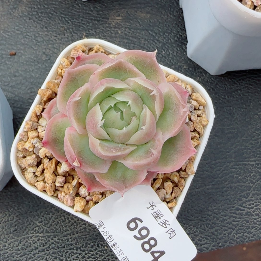 虾饺，6984多肉植物