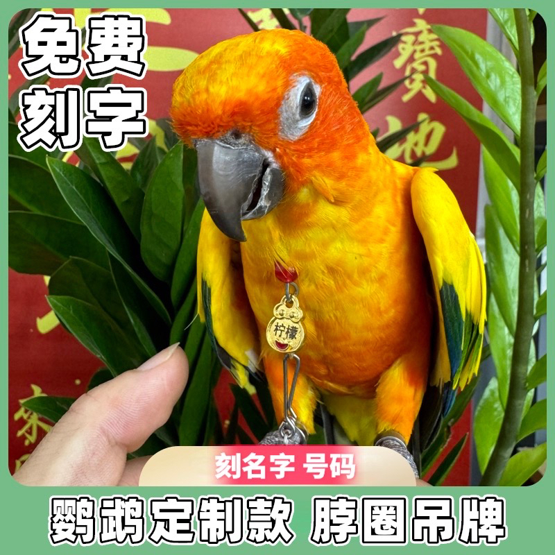 （新款）定制脖圈玄凤金太阳和尚小太阳牡丹鹦鹉户外拴鸟脚链脚环