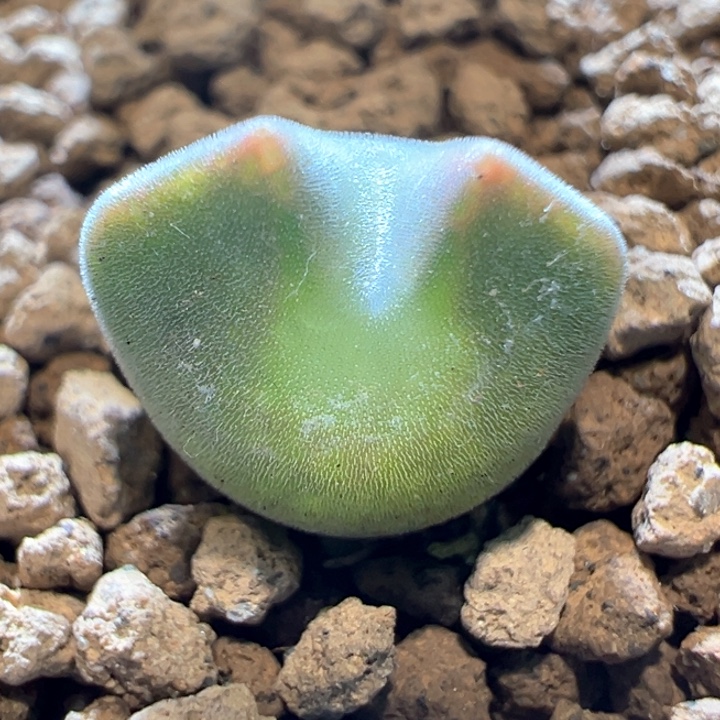 454。 青蛙种源优选两年大眼空蝉。  