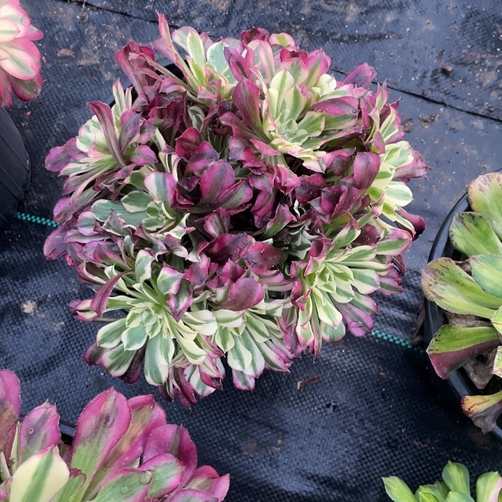 法师植物同花顺法师1200