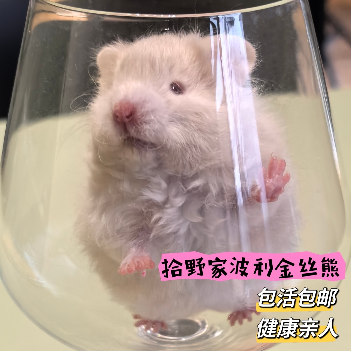 拾野家养波利金丝熊大体仓鼠包邮包活