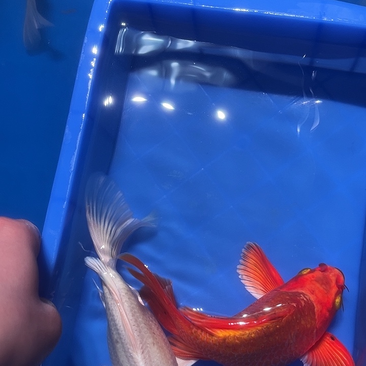 海水鱼鱼场自发33号链接