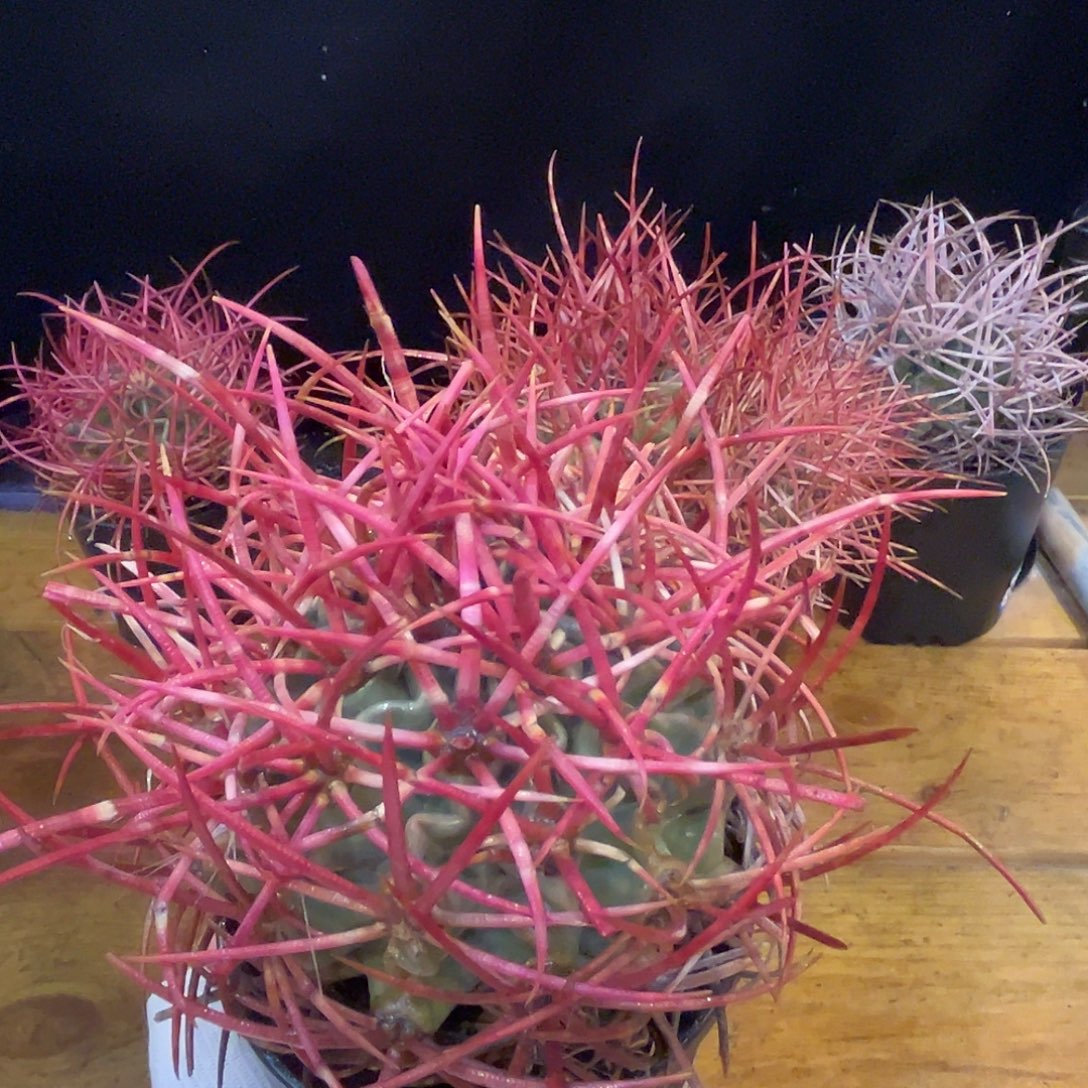 汤圆植物大龙冠好看