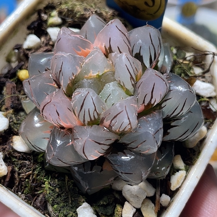 595水中月锦母本级别