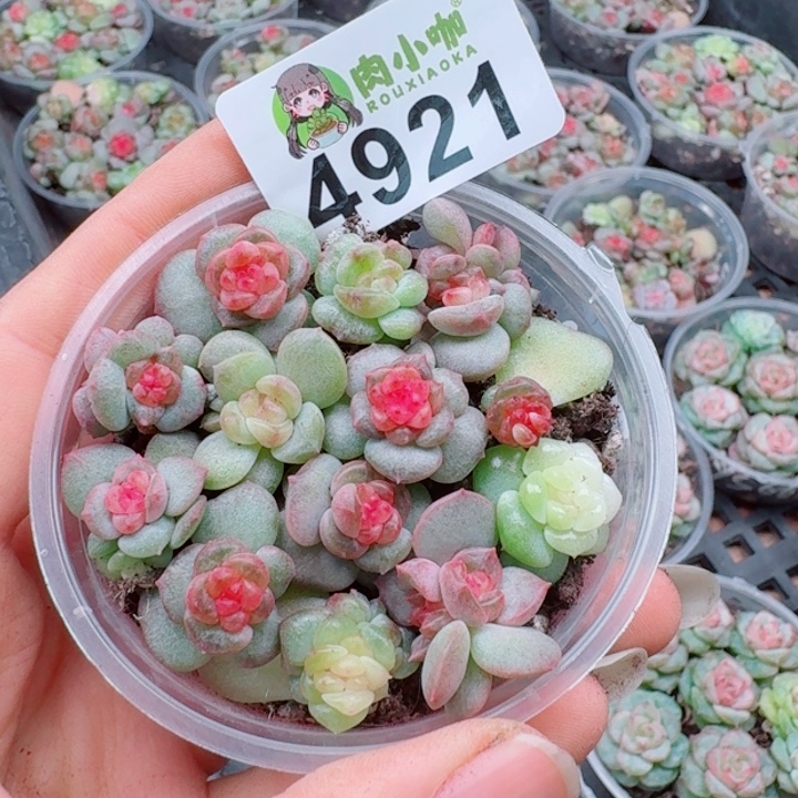 多肉植物多肉植物