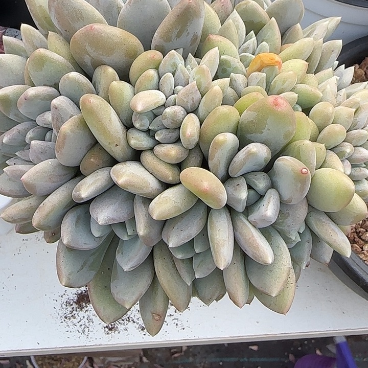 怡***然青蛙王子儿童牙膏11