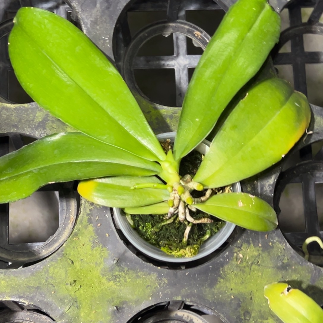 完全开放l136三寸海底世界