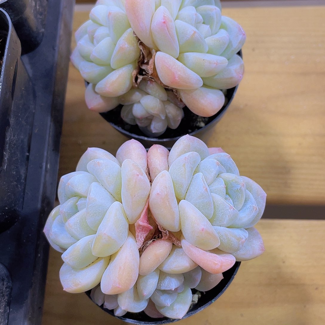 806号 丸叶白透冰玉多头群一颗