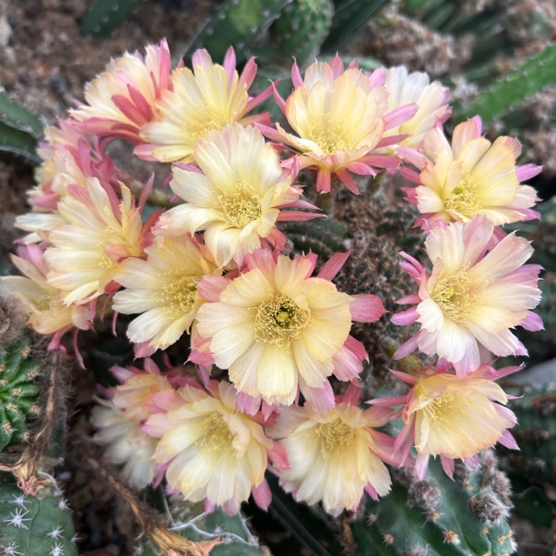 各种好花色丽花带柱子 仙人球夏型种绿植盆栽桌面阳台