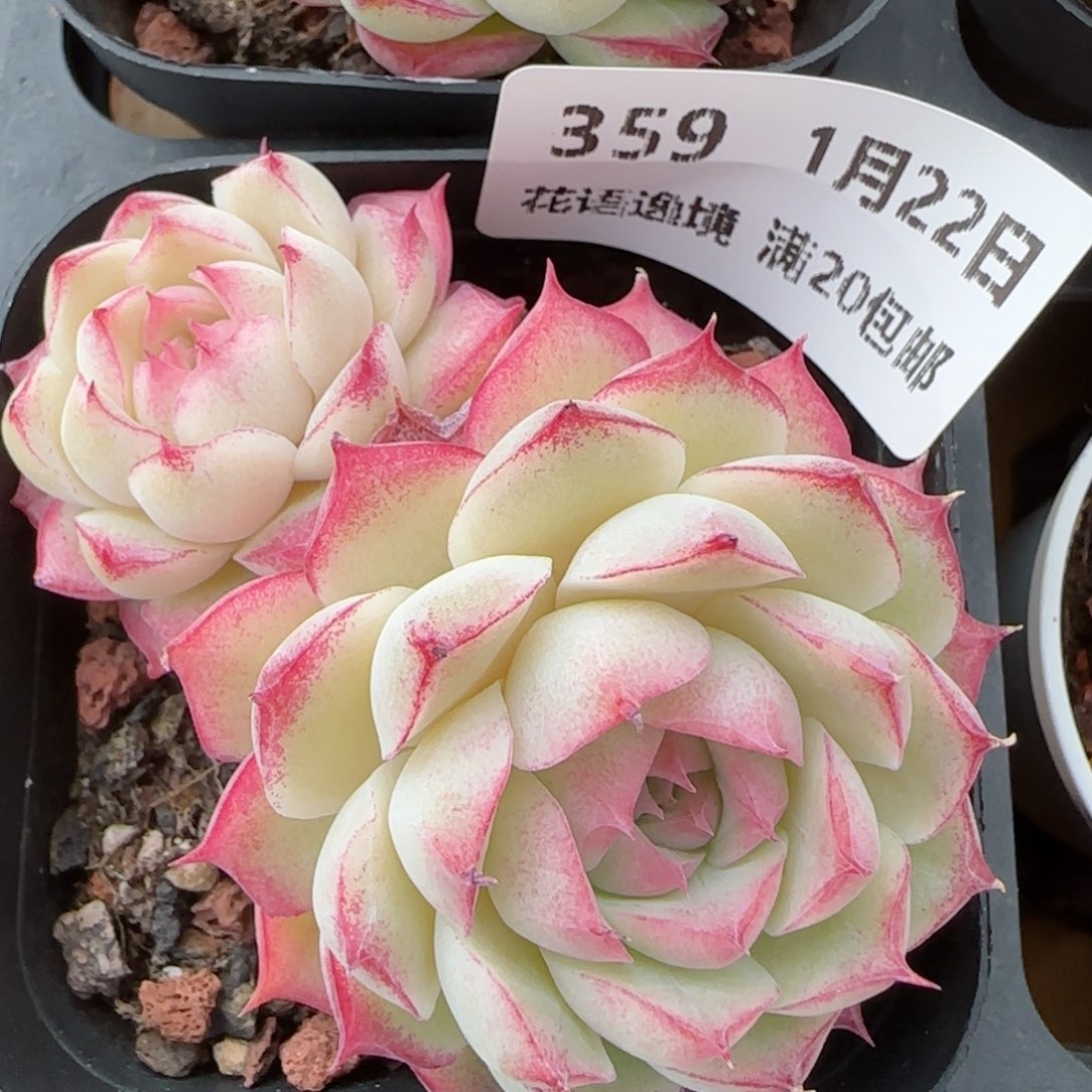 花语逸境0122-359