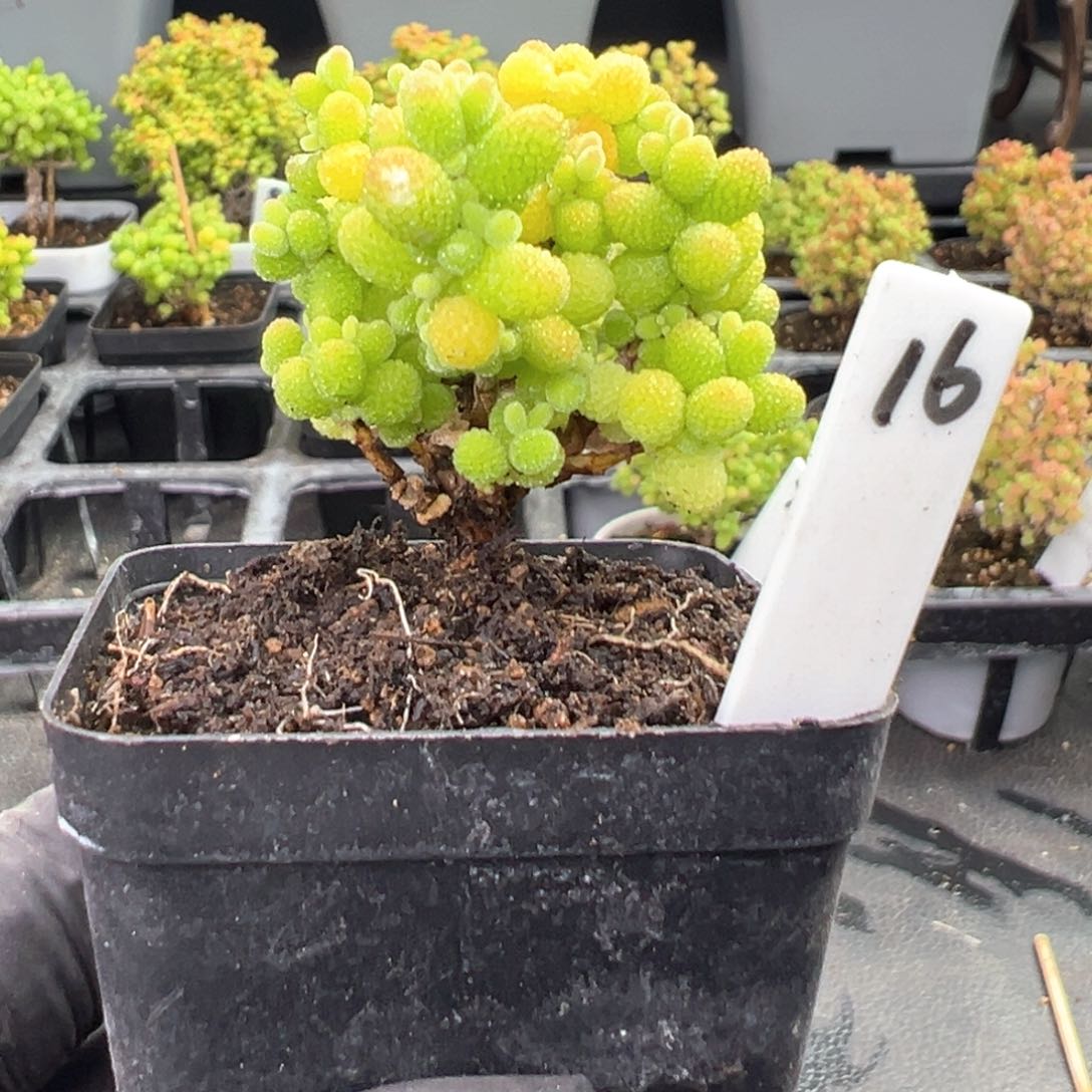 精控金桔糖球16号