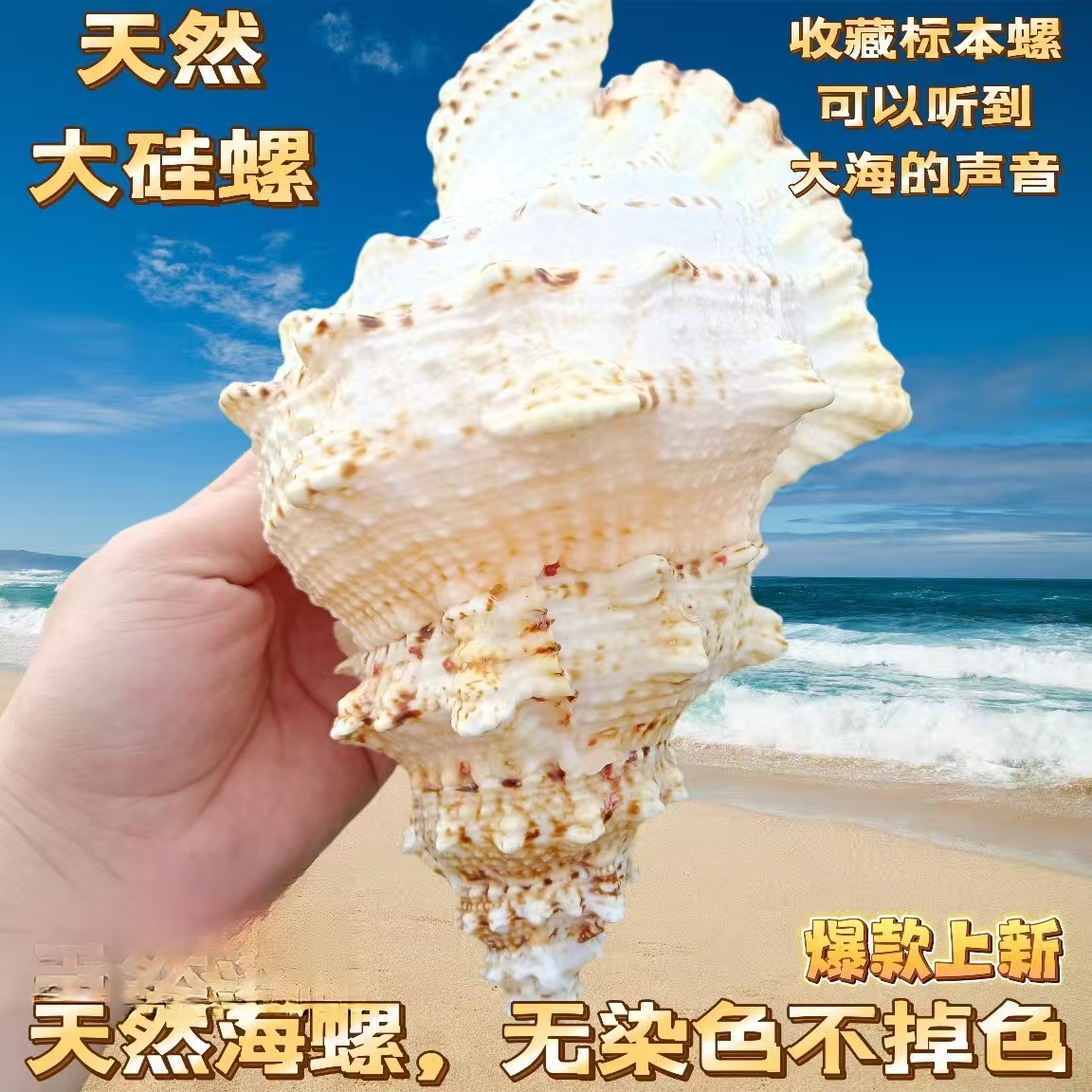 金口大蛙螺贝壳工艺品大海螺壳贝壳装饰摆台鱼缸造景大石蛙号贝壳