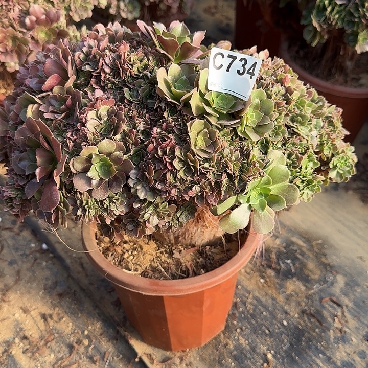 734玫瑰朵朵一颗呀呀