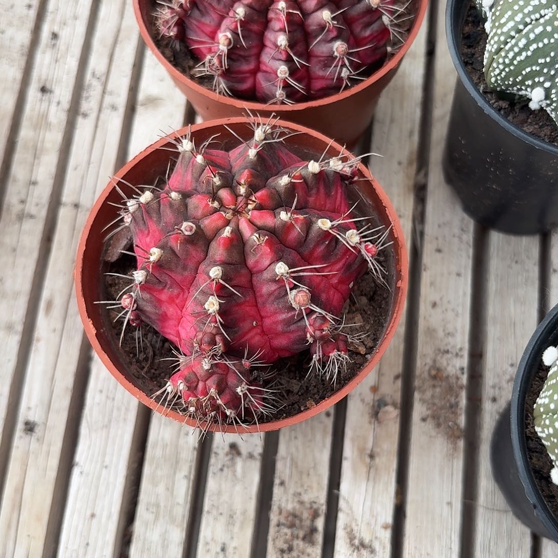 光辉多肉植物19.8