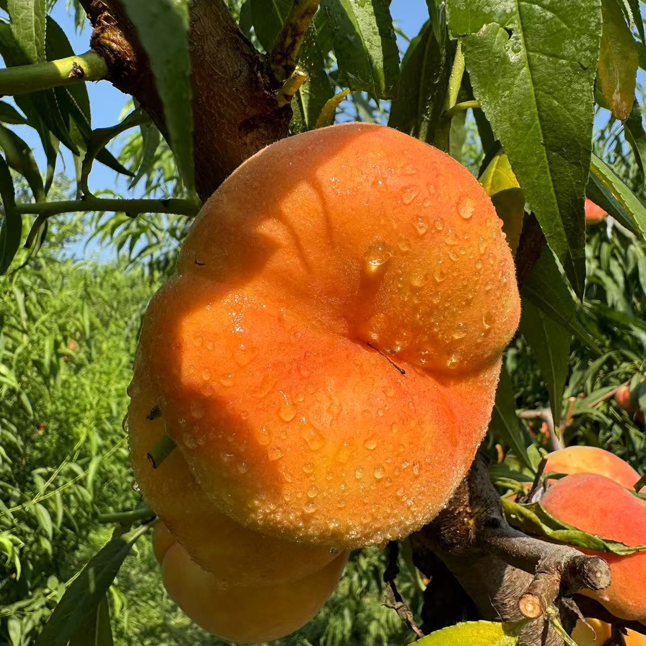 苏蟠3号优质品种桃苗