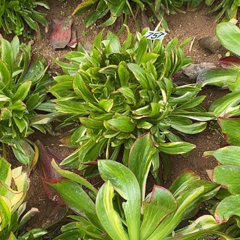 多肉植物法师757魅影七彩