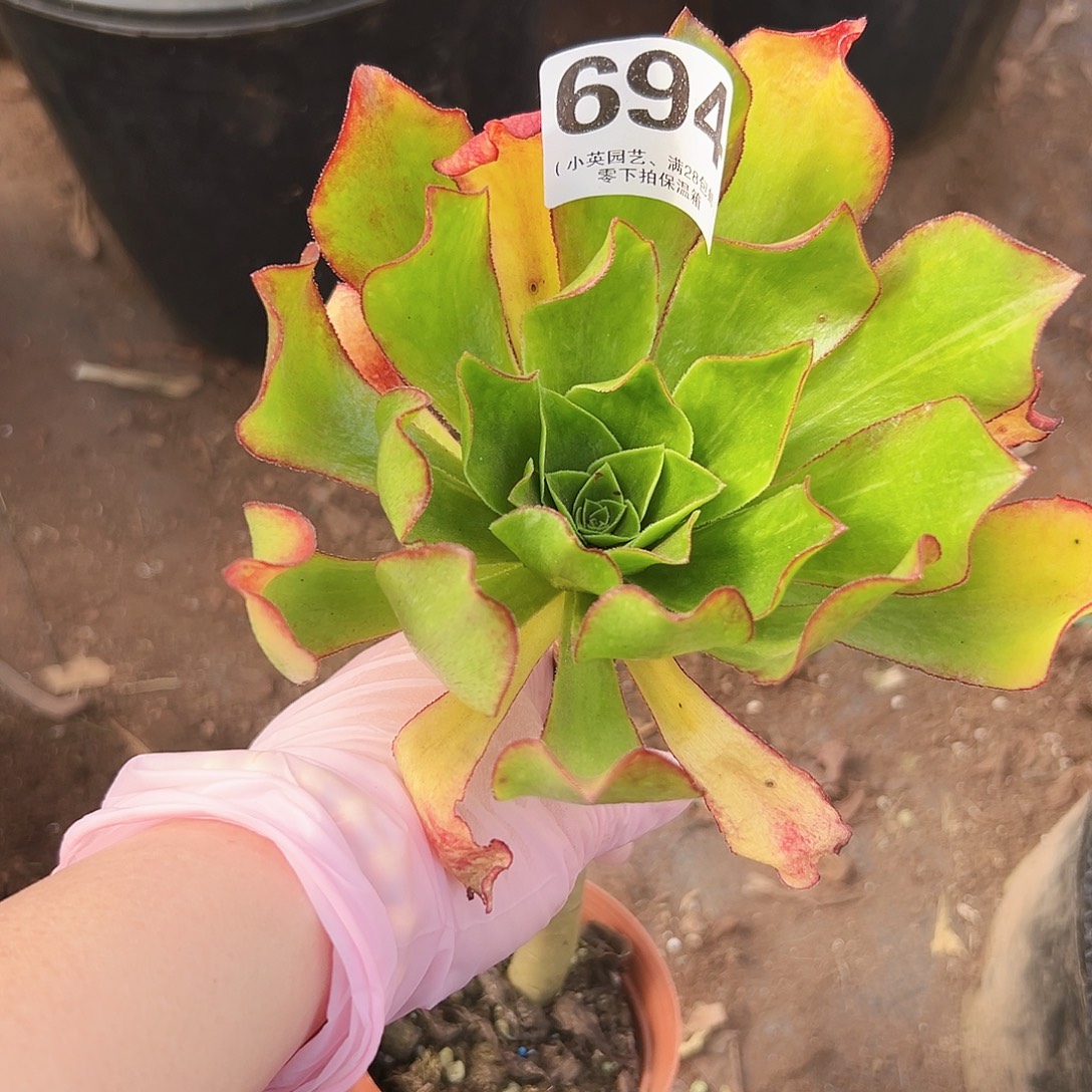 小冰七彩694多肉植物