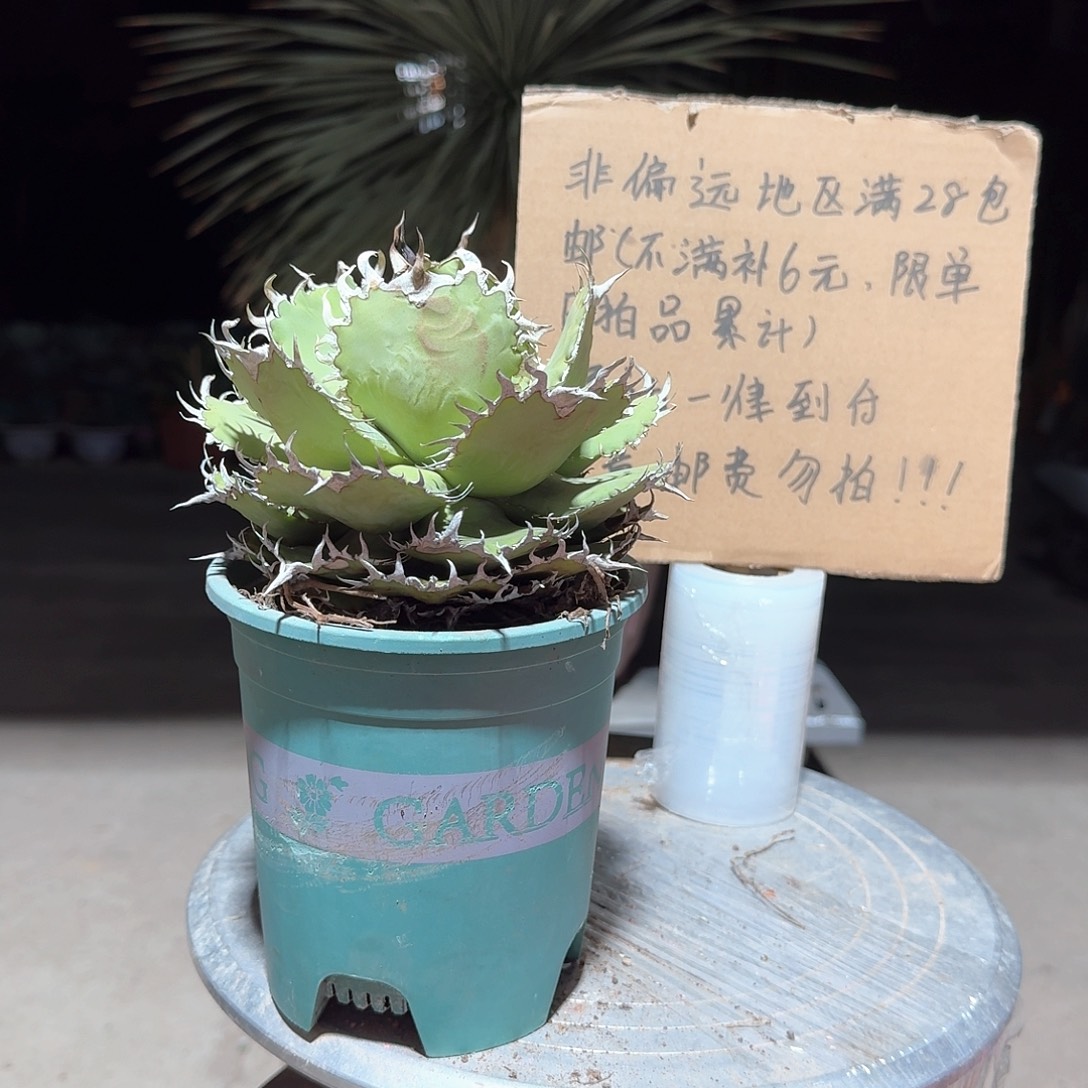 完全开放蕾丝仁王冠龙舌兰