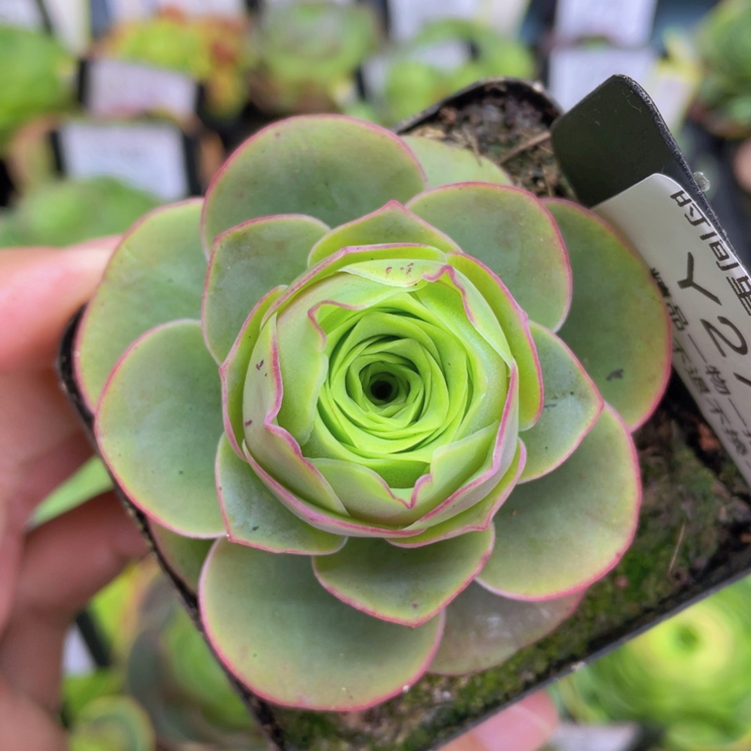 雨柔275一物一拍