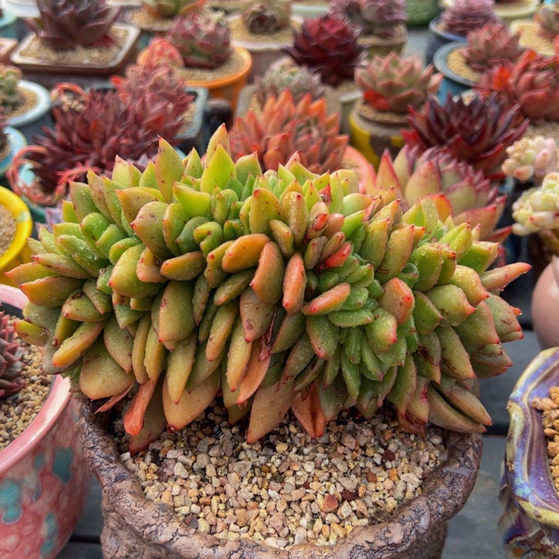 从前慢多肉精选编号0303.429