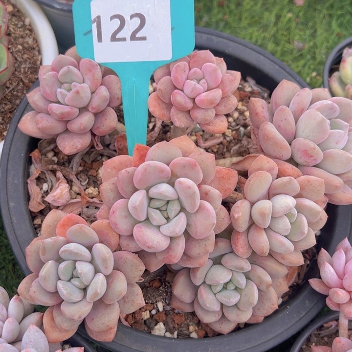 健健康康平平安安