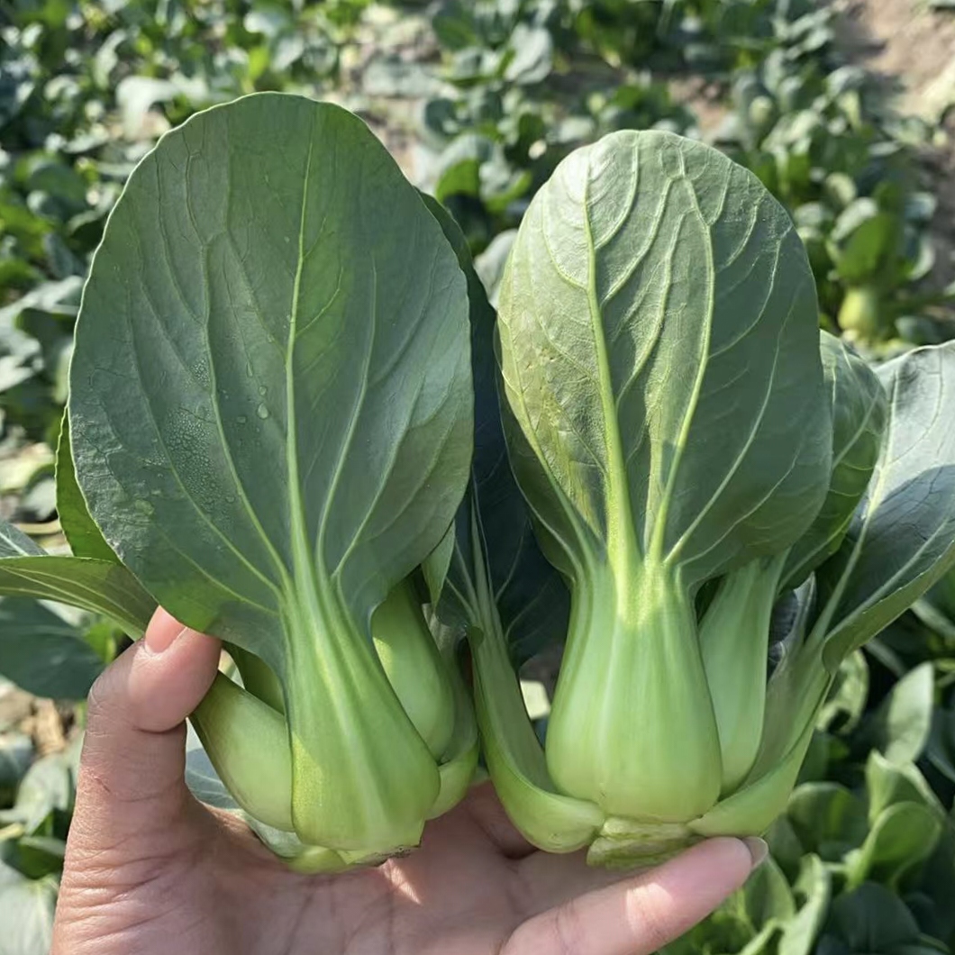 【精品】苏北露天霜冻青菜矮脚小黑菜软糯甜嫩