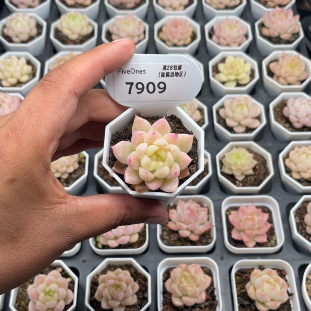 7909 麦秆3.5厘米