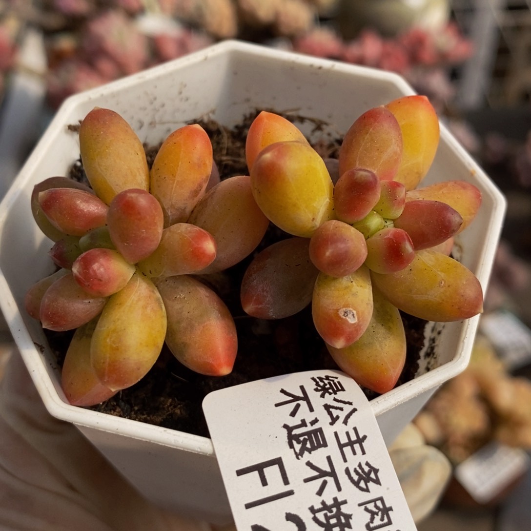 香蕉树209/6cm多肉