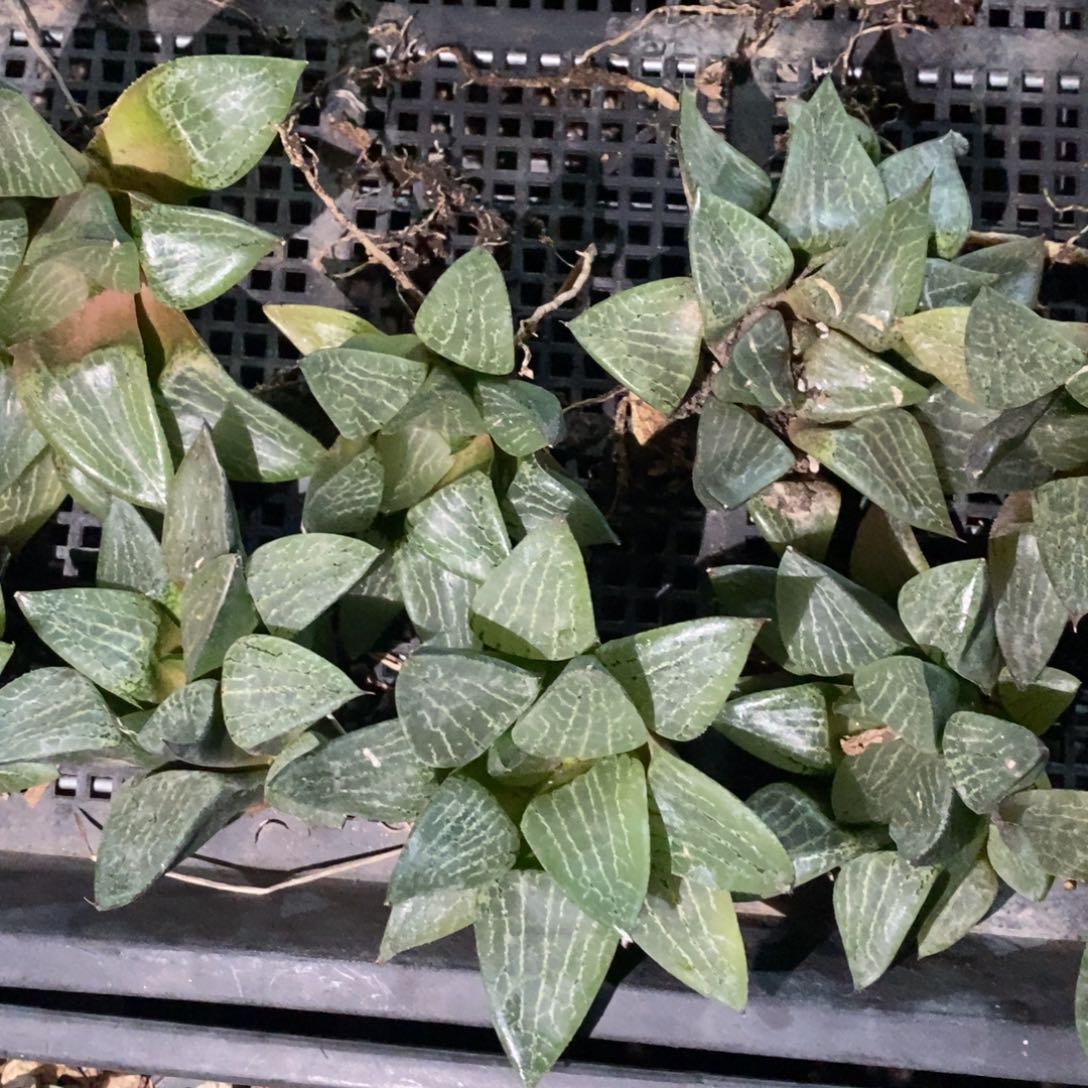 920 一颗大康平寿 