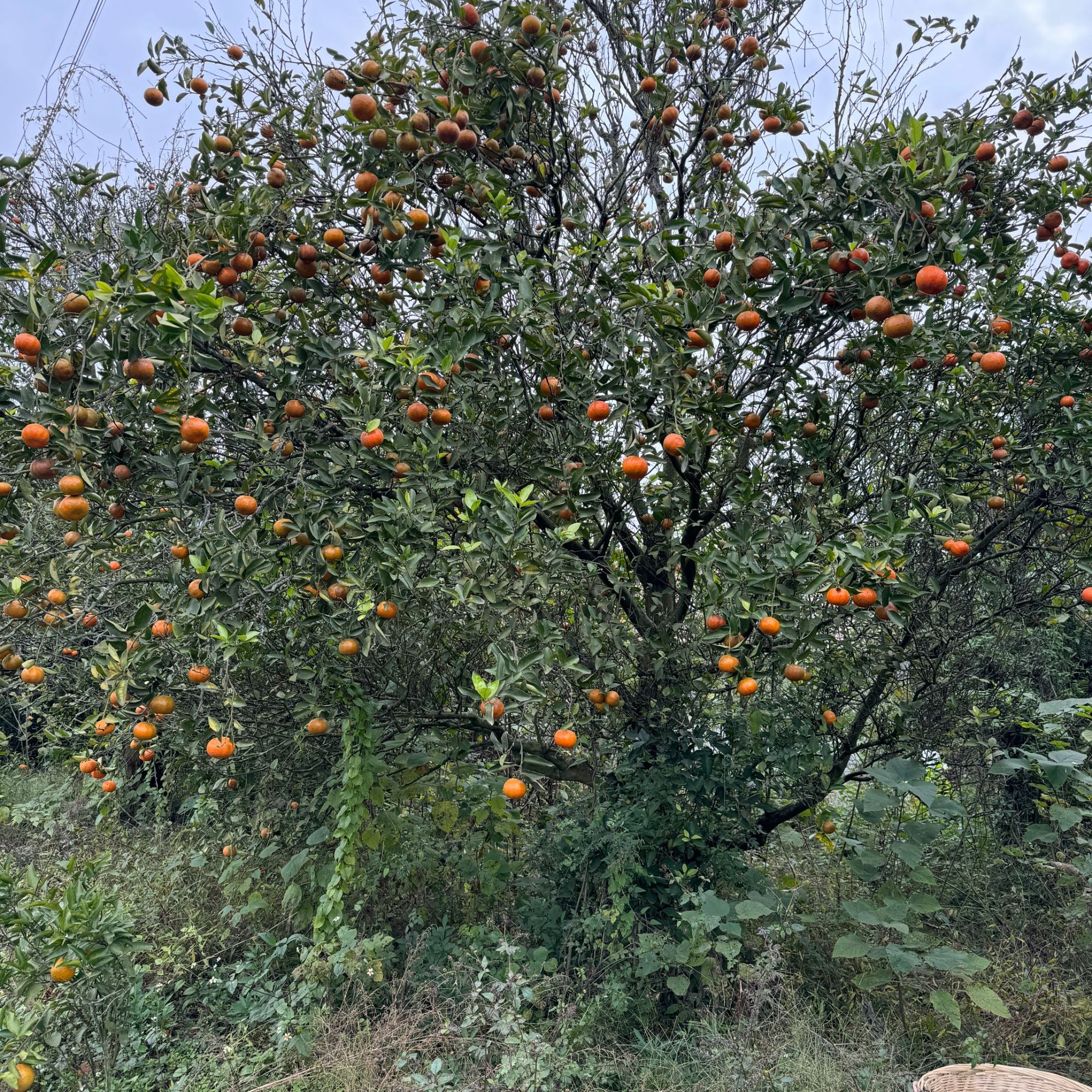 纯野生川红橘大红袍、纯野蛮生长、表面有麻点黑点、大小颜色不均匀