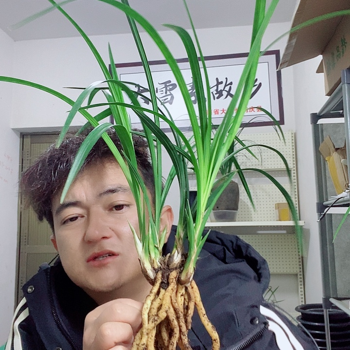 完全开放大雪素大雪素