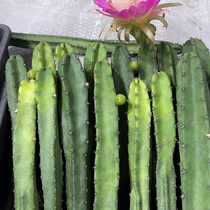 红花袖铺实生一代侧芽