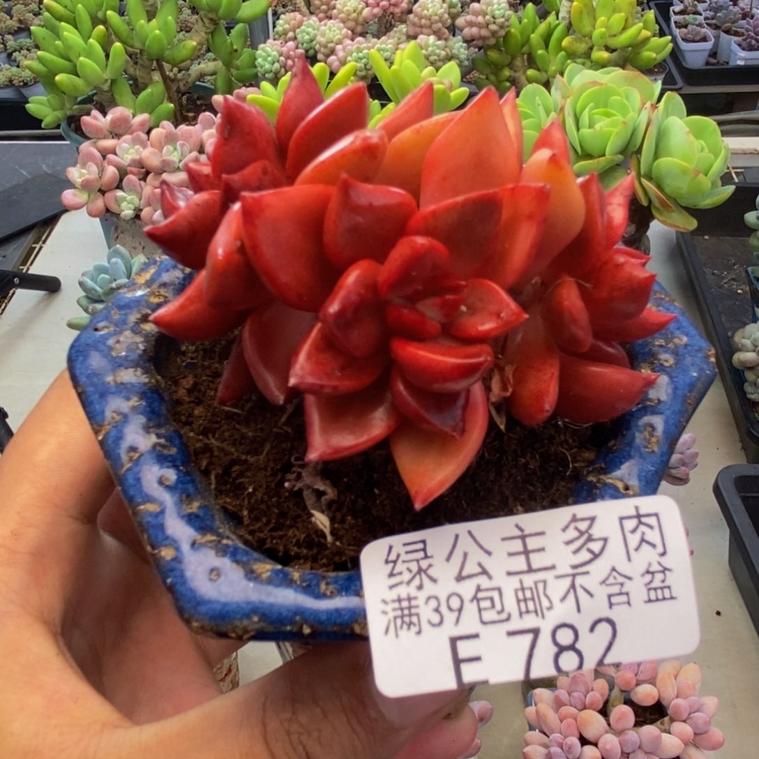 782夏洛特多肉5cm