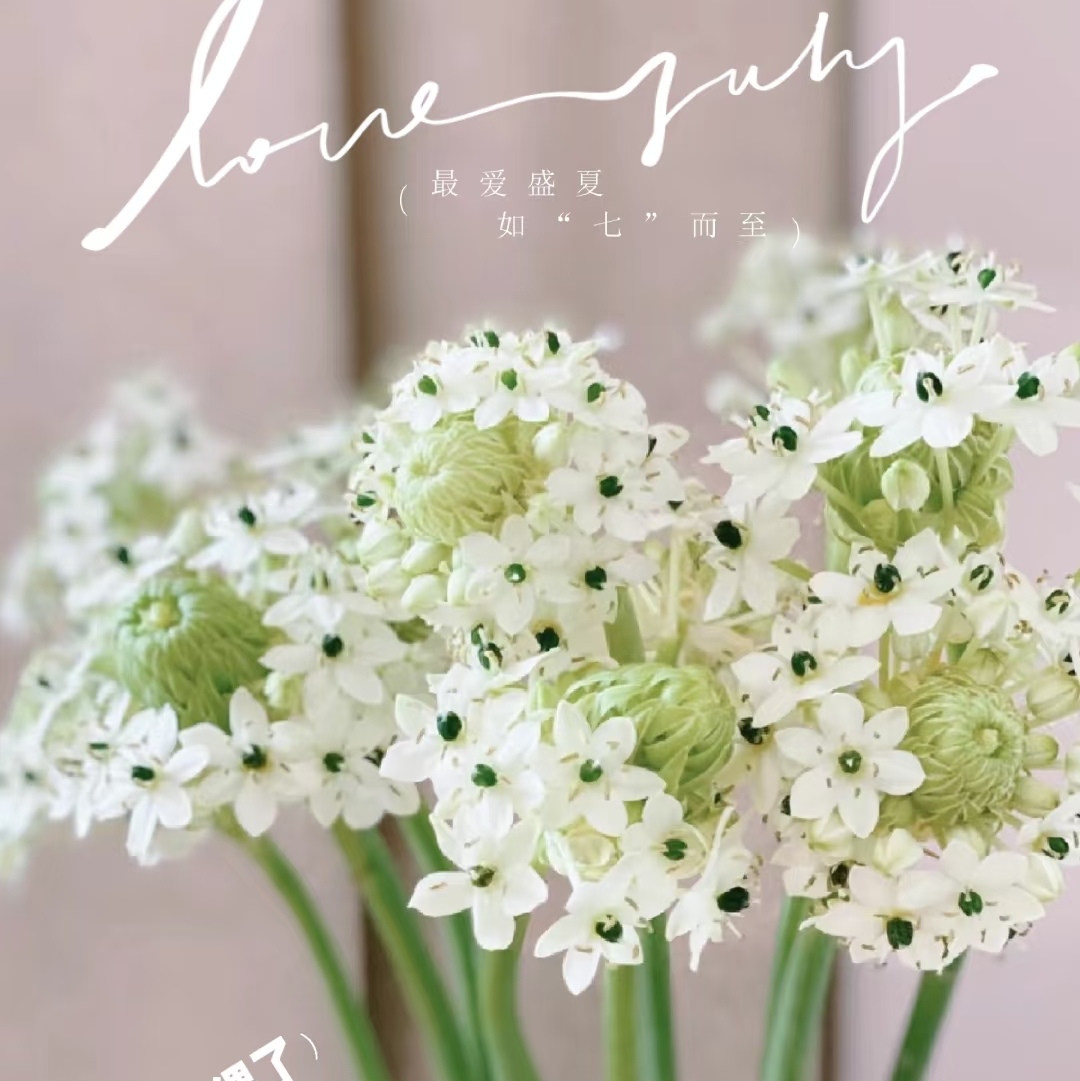 天鹅绒草花云南基地一手货源花期长