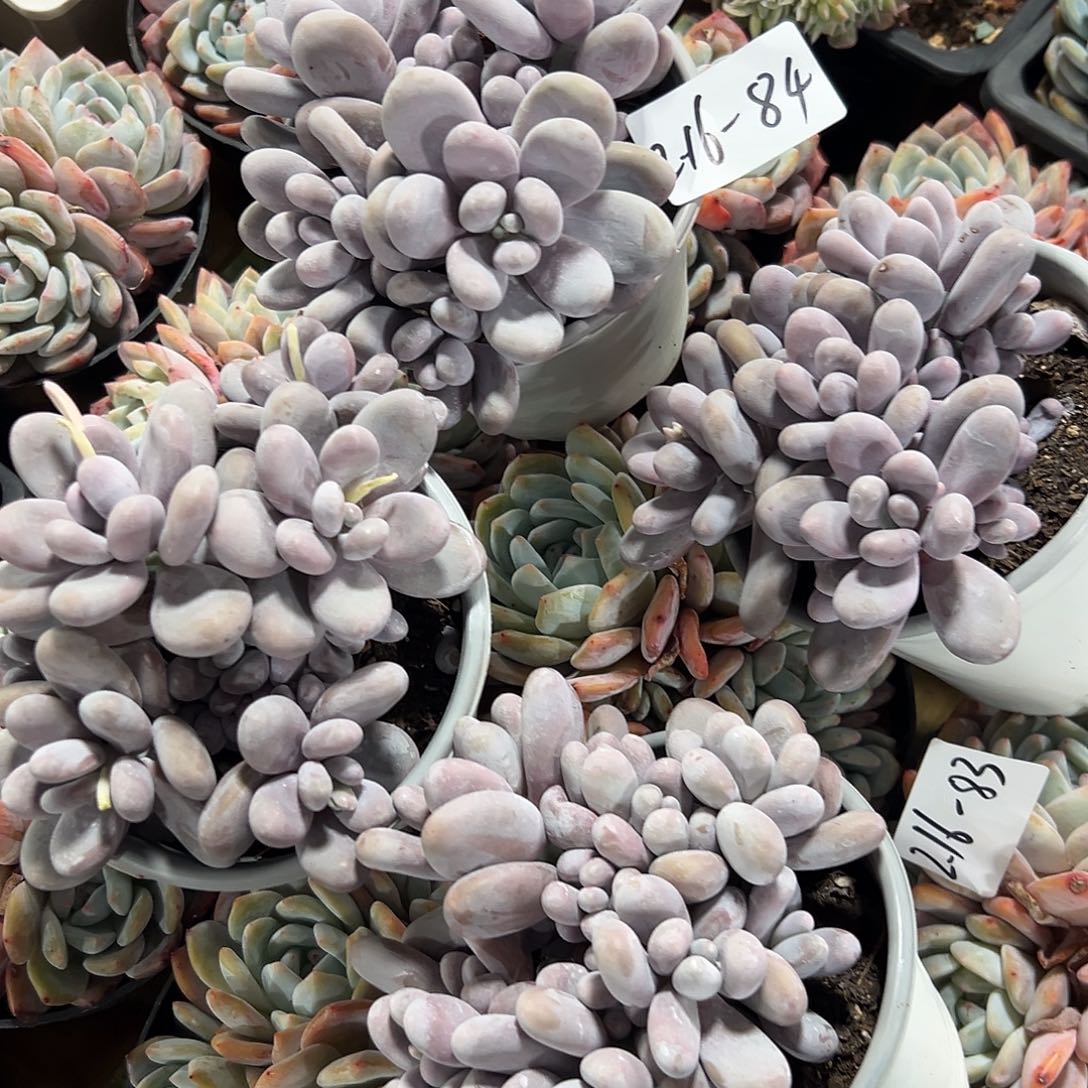 216-84奶酪多头多肉随机