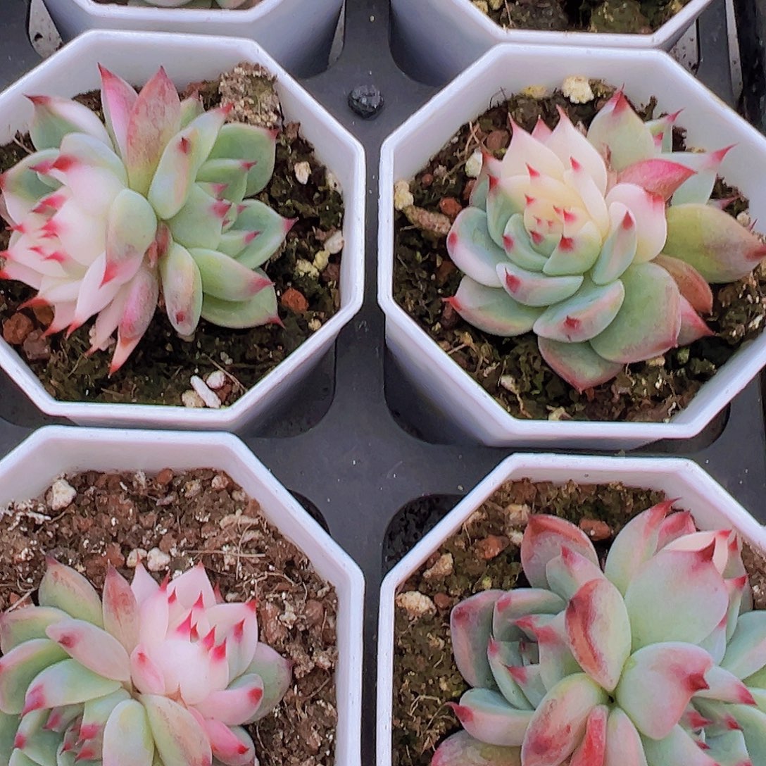 双头吉娃娃锦19包邮多肉