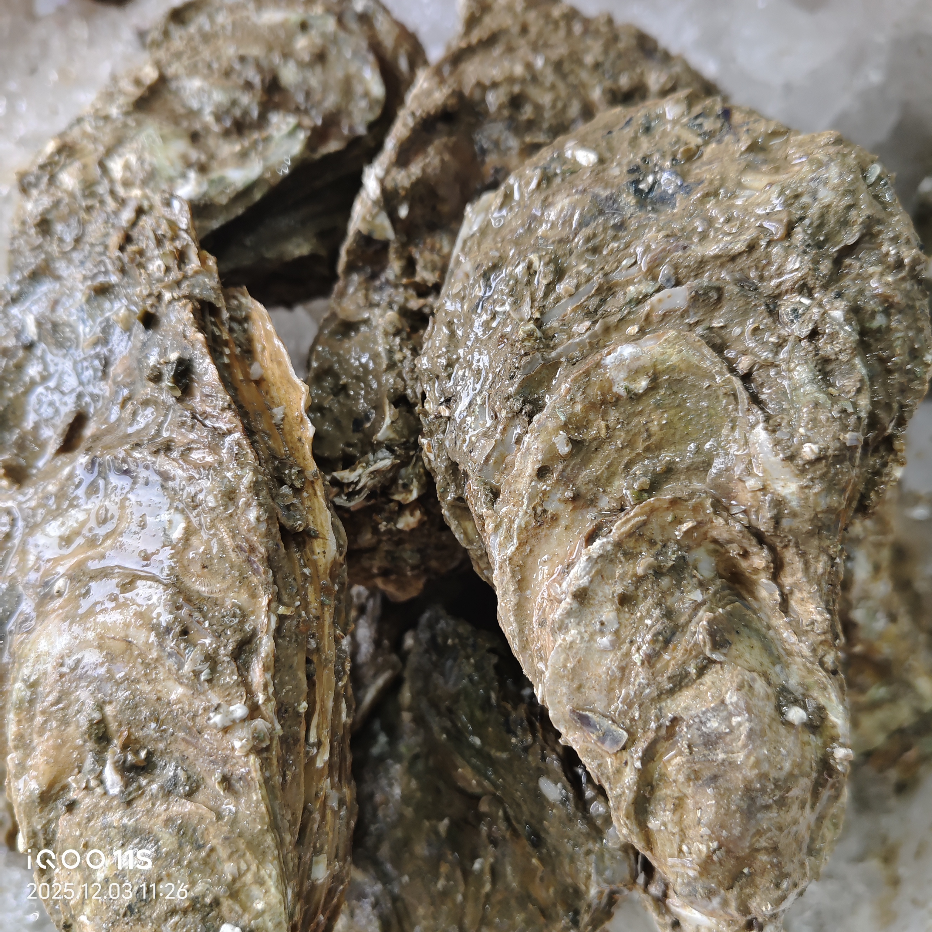 北海精品生蚝鲜活昆明同城小时达，1000克18米