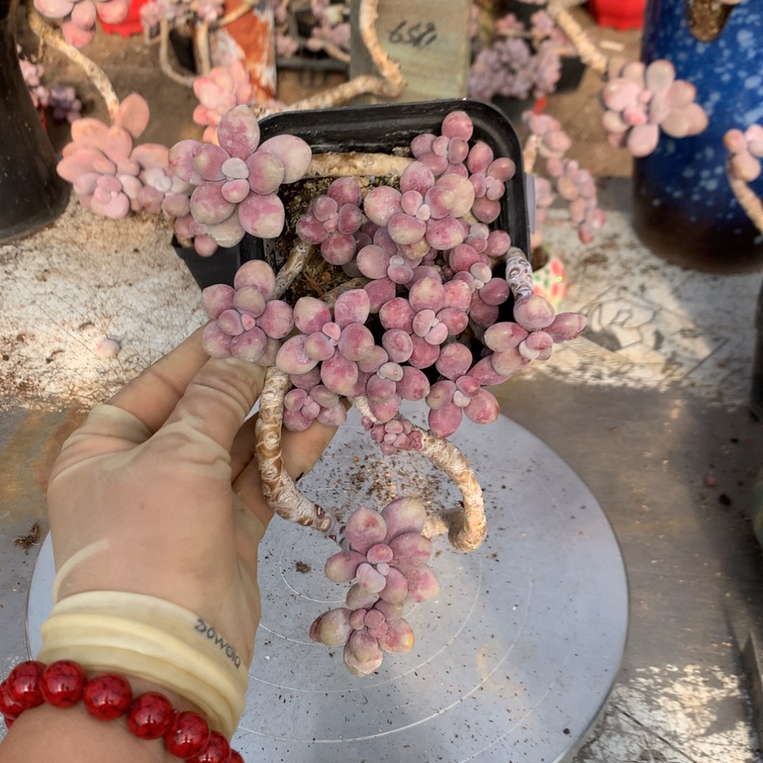 桃蛋老桩不带盆20号