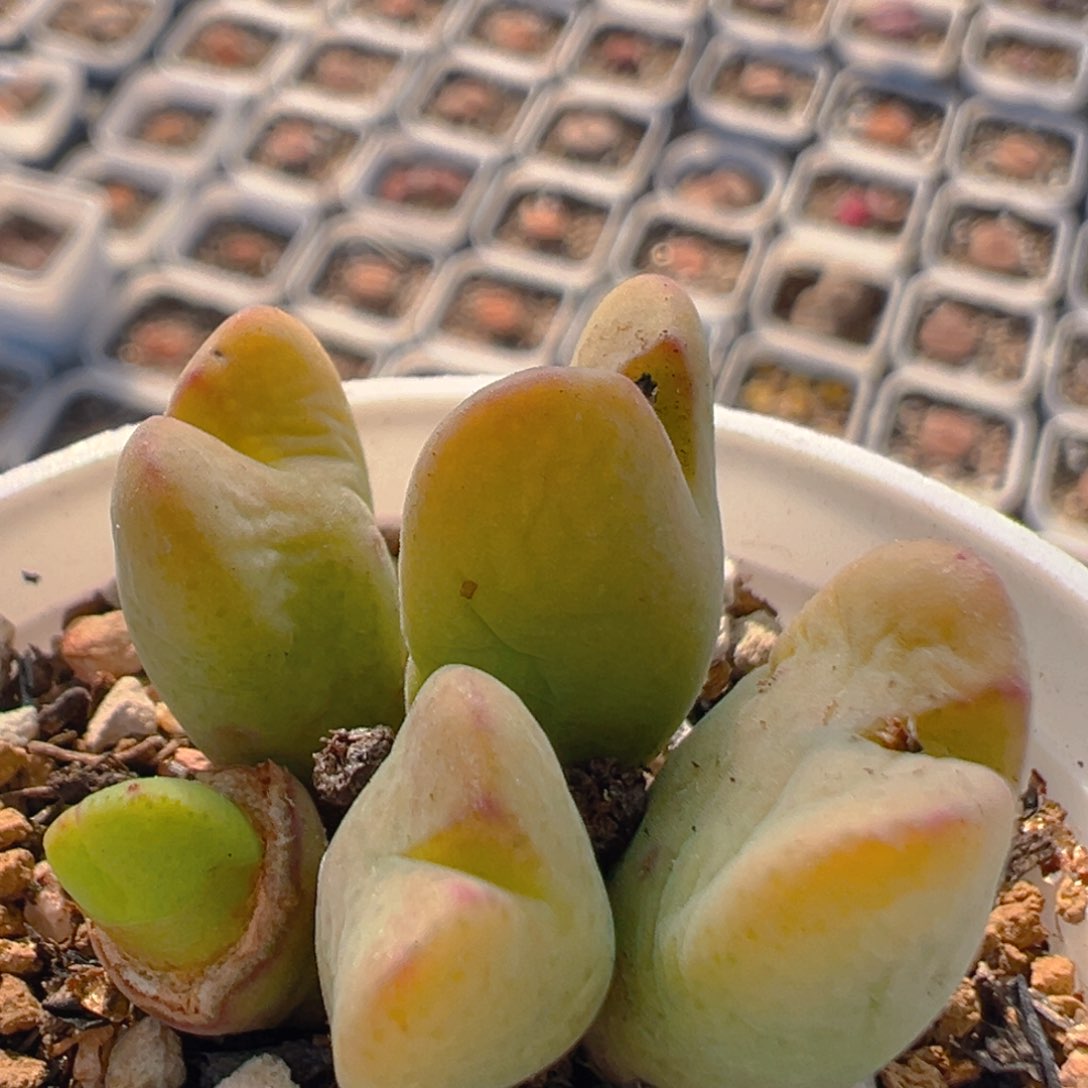 90多肉植物百科知识