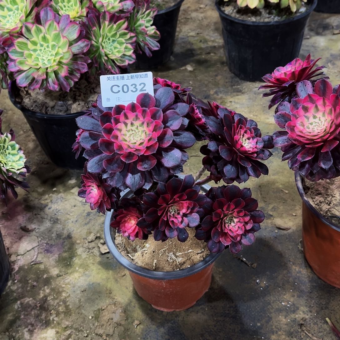 燕多肉032月亮女神法师