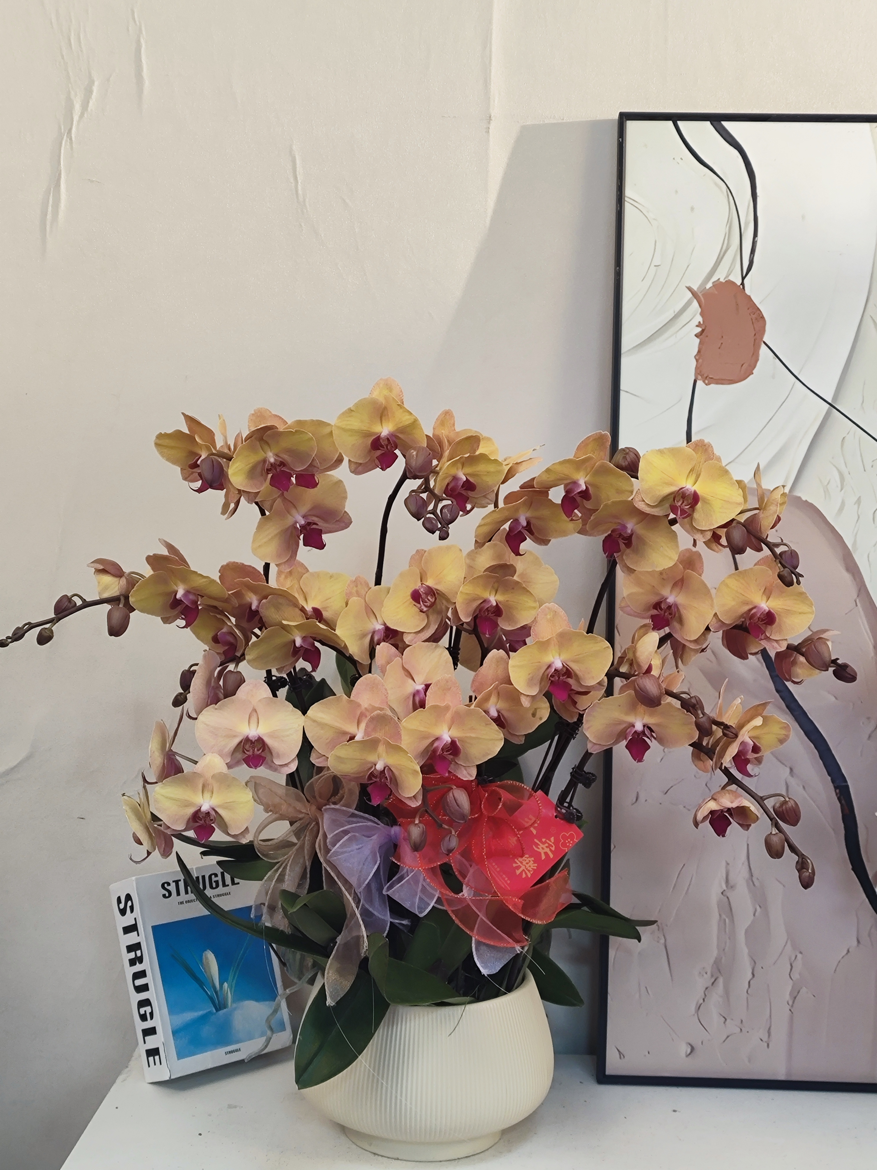  蝴蝶兰【黄金万两】真花 秋冬耐寒花卉 四季开花 多样性发货
