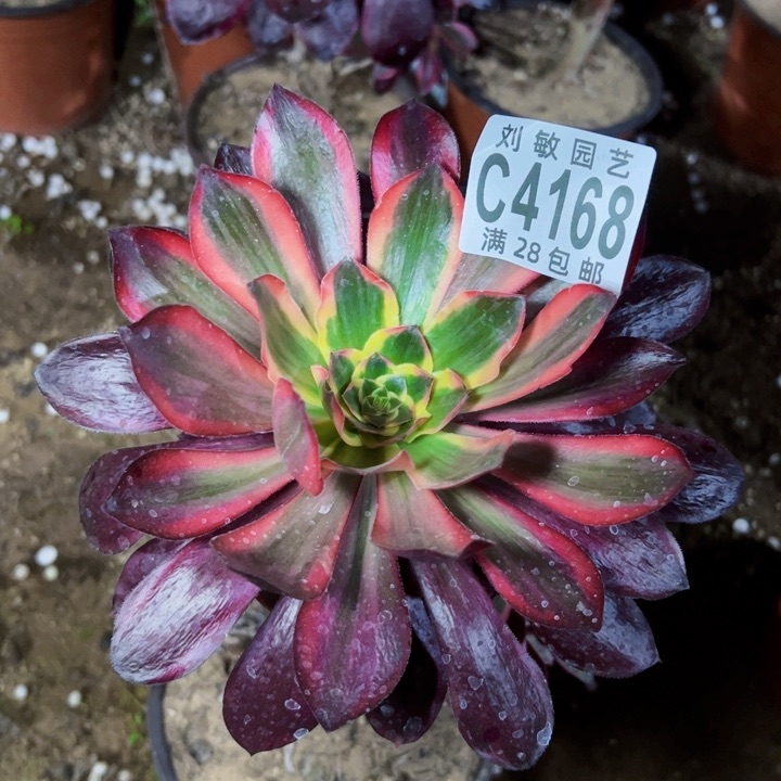 4168多肉植物红魔女法师